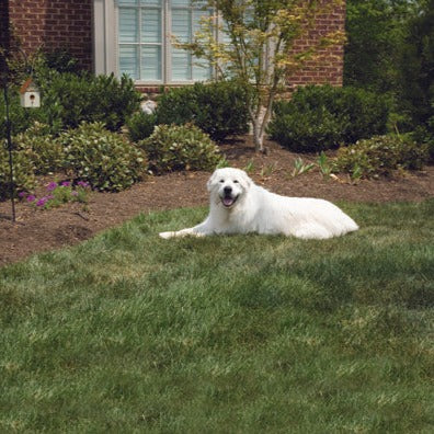 Outdoor bark outlet