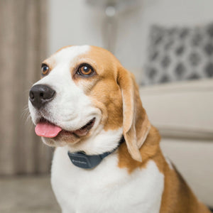 audible bark collar for dogs